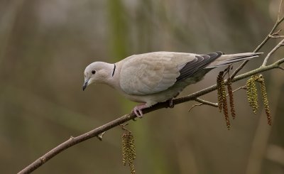 Turkse Tortel (Collared Dove)