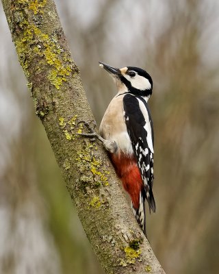Grote Bonte Specht (Great Spotted Woodpecker)