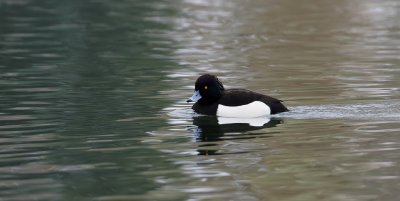 Kuifeend (Tufted Duck)