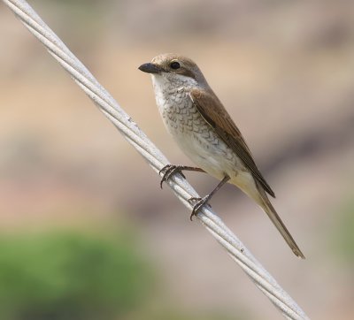 Grauwe Klauwier (Red-backed Shrike)