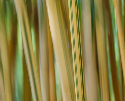 Bamboo Lines