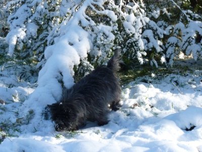 Tessa snow pasture fir.jpg