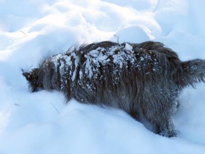 Tessa digging snow.jpg