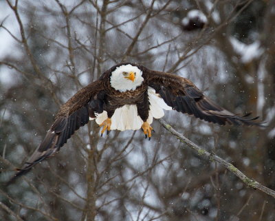 Eagle in Snow
