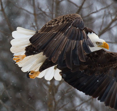 Eagle in Snow #2