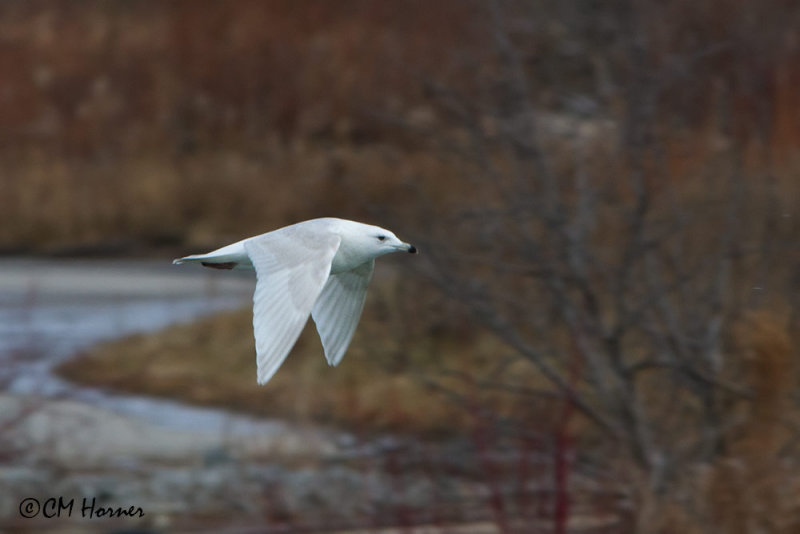 8093 Iceland Gull.jpg