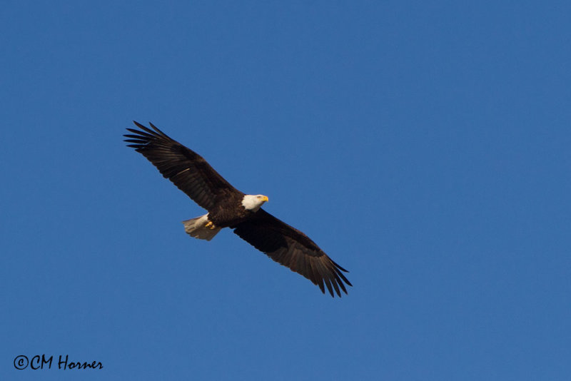 8239 Bald Eagle adult