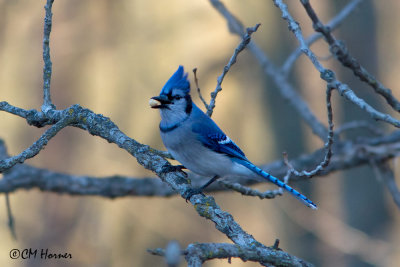 Crows and Jays