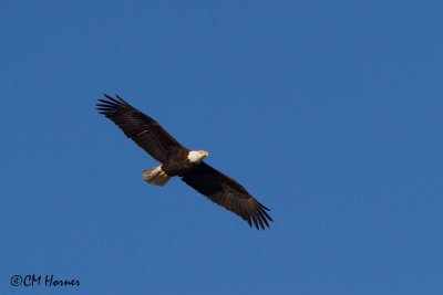 8239 Bald Eagle adult