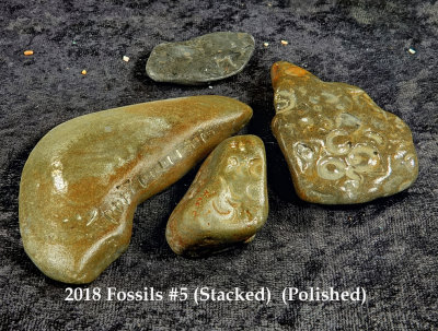 2018 Fossils #5 RX400380 (Stacked)  (Polished).jpg
