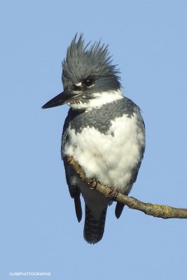 Belted kingfisher