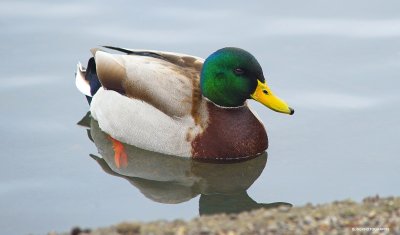 Mallard duck