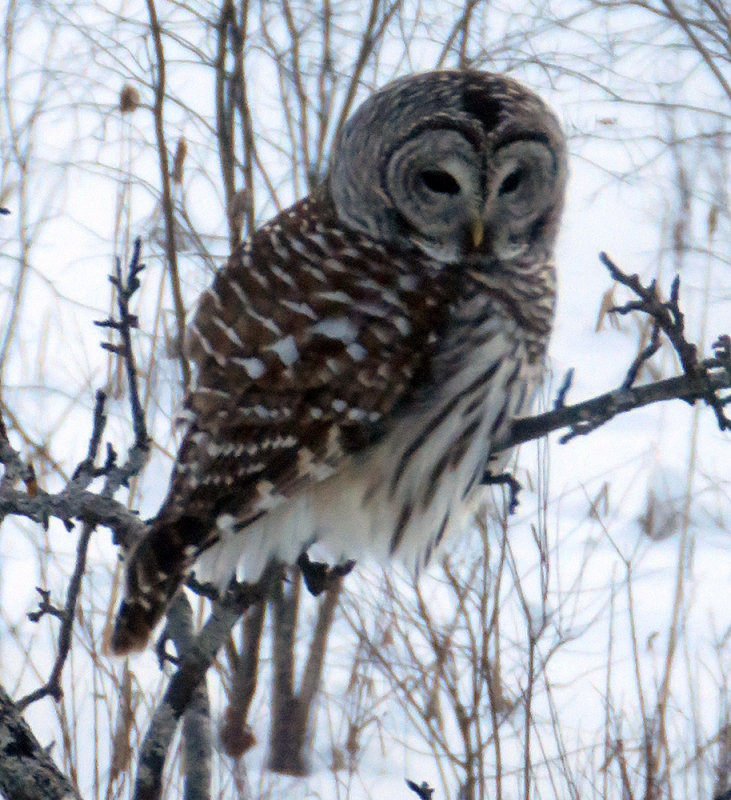 Barrred Owl