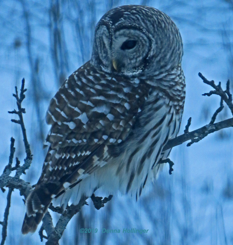Barred Owl