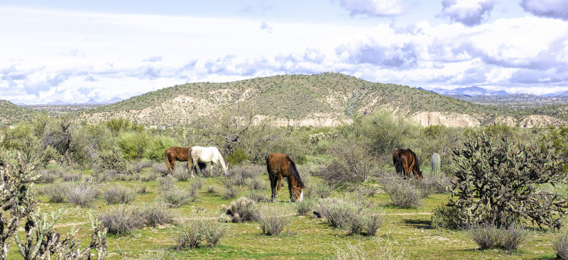 The Wild Horses