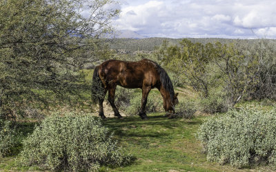 Bay Stallion