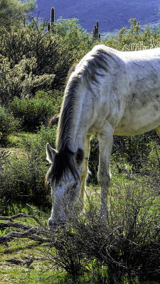 Gray Stallion