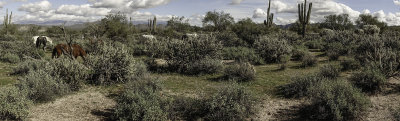 Desert Panorama