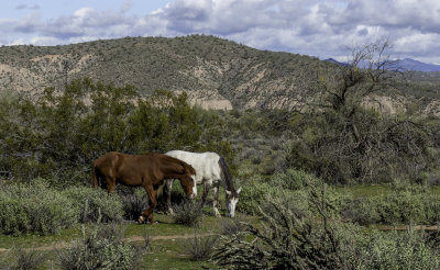 Mare and Yearling
