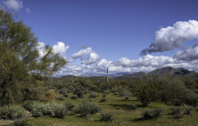 Desert Scene