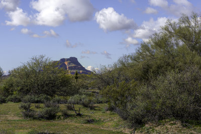Desert Scene