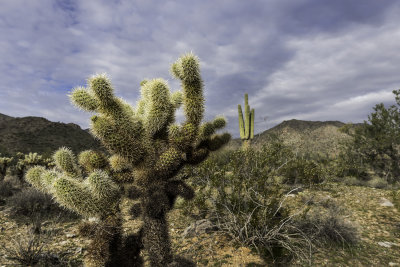 Teddy Bear Cholla Cactus