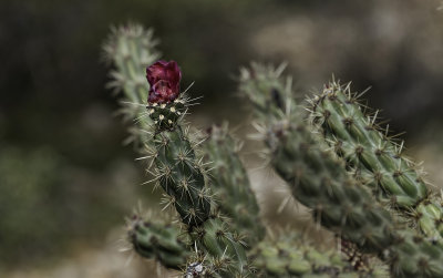 Buckhorn Cactus