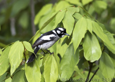 White-eared Monarch (Monarcha leucotis)