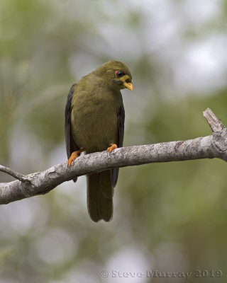 Bell Miner (Manorina melanophrys)