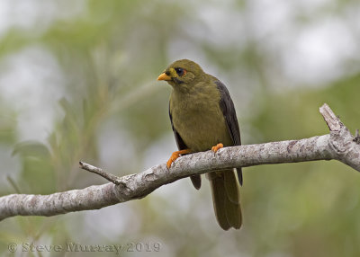 Bell Miner (Manorina melanophrys)