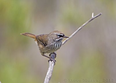 Spotted Scrubwren (Sericornis maculatus mellori)