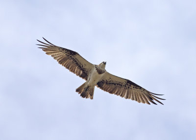 Eastern Osprey (Pandion cristatus)