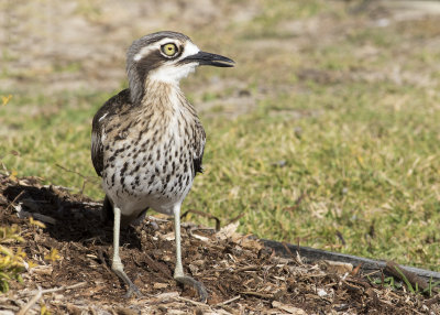 Bush Stone-Curlew (Burhinus grallarius)