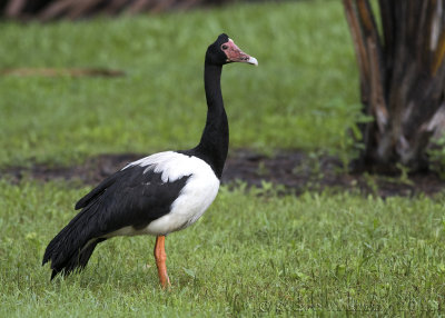 Magpie Goose (Anseranatidae)
