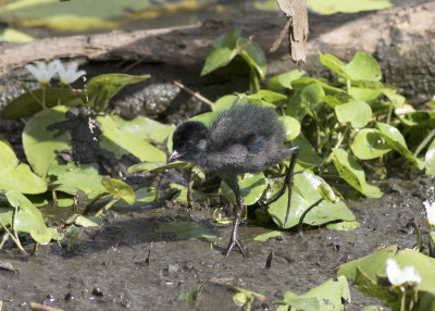 Spotless Crake (Zapornia tabuensis)