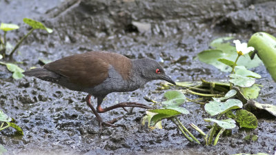 Spotless Crake (Zapornia tabuensis)