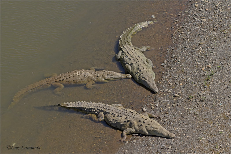 American Crocodile - Amerikaanse Krokodil - Crocodylus acutus