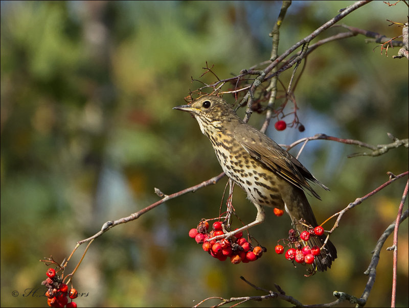 Song Thrush - Zanglijster - Turdus philomelos