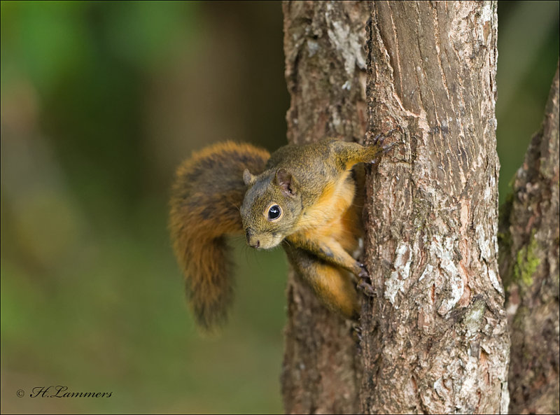 red-tailed squirrel - Roodstaartboomeekhoorn - Sciurus granatensi