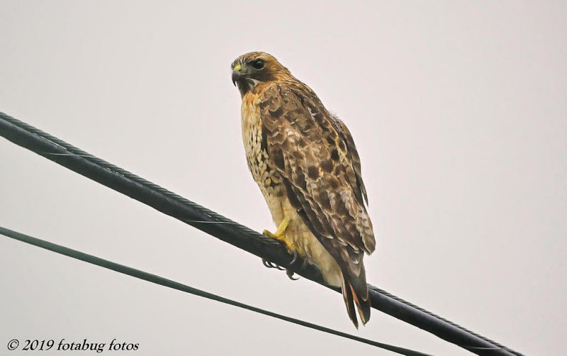 The Red-shouldered Hawks Are Back!
