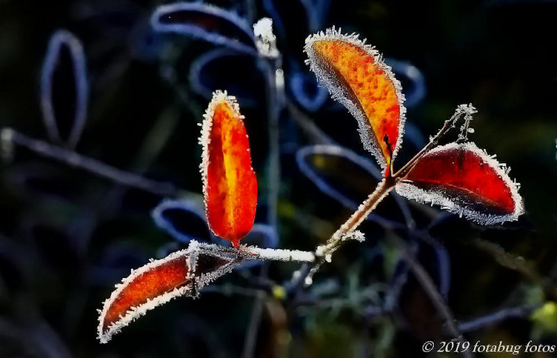 Frosted Leaves