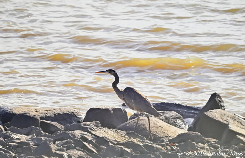 Heron On The Rocks!