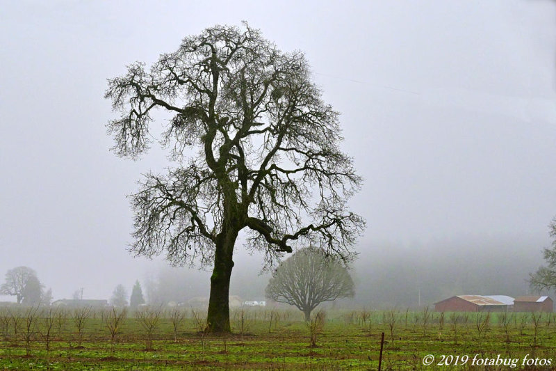 Shapely Tree on a Foggy Day!