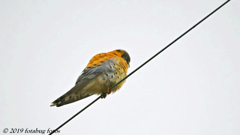 American Kestrel, Fierce Predator in a Small Package