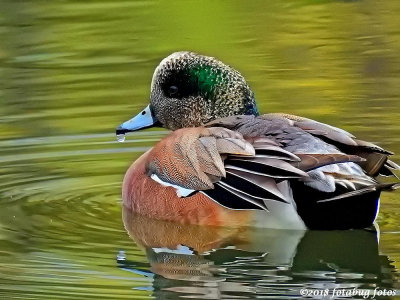 The Beautiful American Widgeon