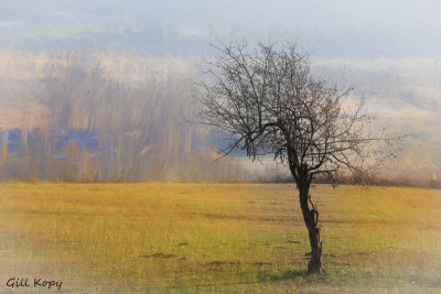 Lonesome_Tree