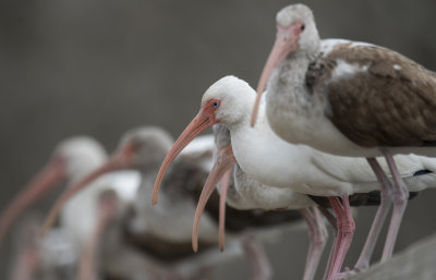 Ibis_on_handrail_3.jpg