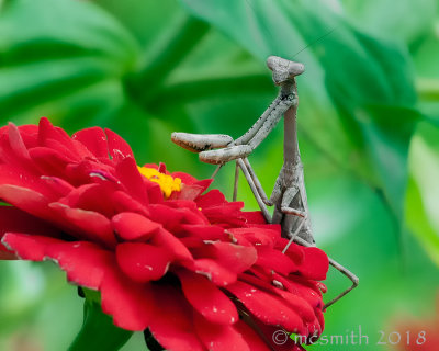 Praying Mantis on Red Zinnia