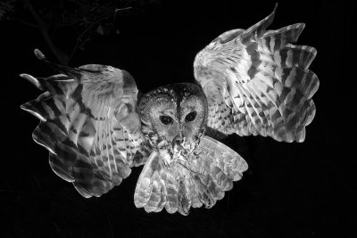 MONOCHROME AWARDS - INTERNATIONAL BLACK AND WHITE PHOTOGRAPHY CONTEST 2018