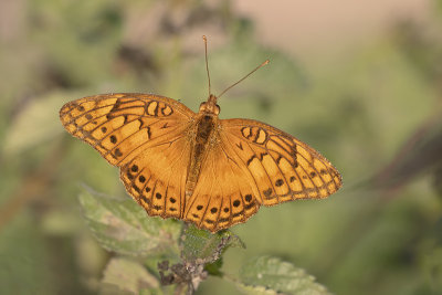 Mexican Fritillary